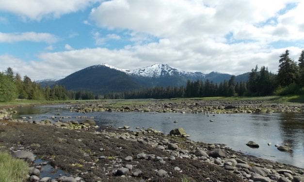 Forecasts up for hatchery kings near Petersburg