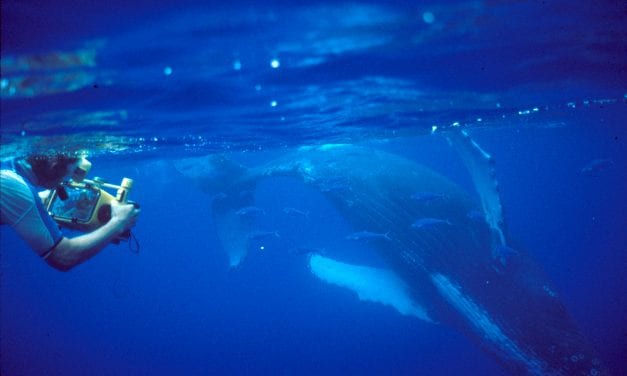 Whale song documentary has Alaska premiere in Petersburg