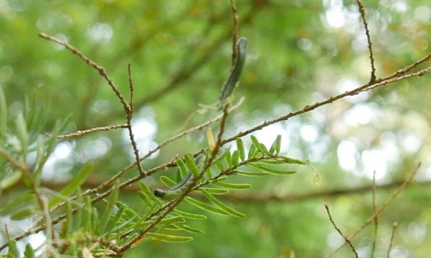Second summer sawfly outbreak browns hemlock trees around Southeast