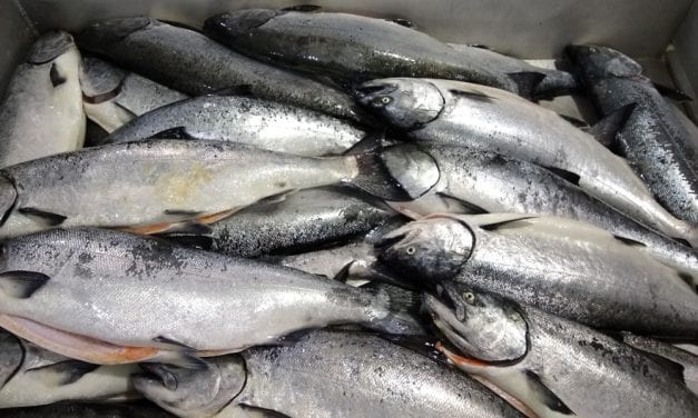 Coho salmon closures on tap for Southeast commercial trollers