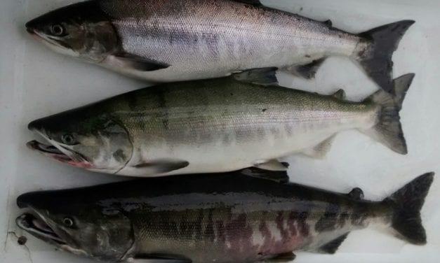 Southeast Alaska’s summer chums returned much lower than expected