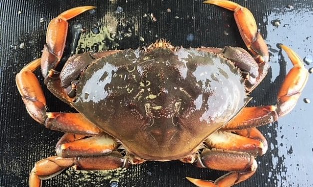 High summer harvest for Southeast Dungeness crab