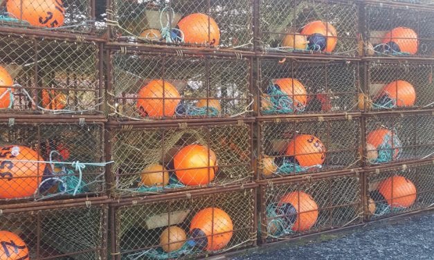 Southeast Alaska red king crab commercial fishery won’t open