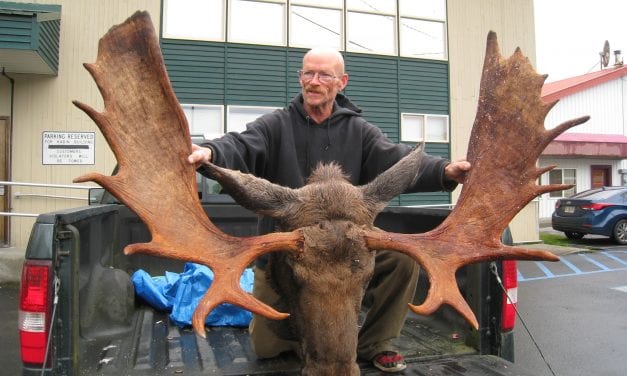 Central Southeast Alaska moose hunt off to a good start