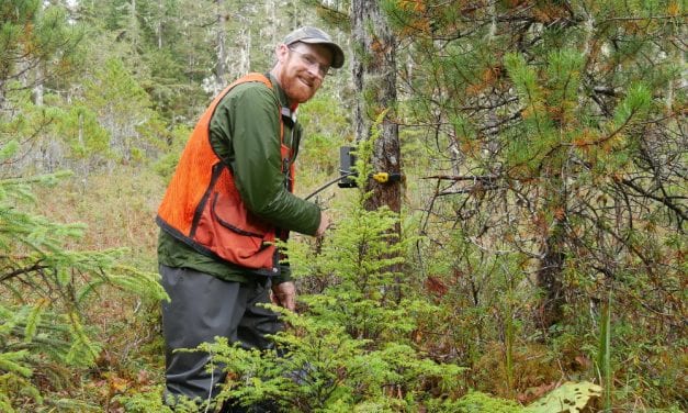 Wildlife of Mitkof Island well photographed in deer population study