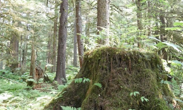 Comment period wrapping up on central Tongass logging, forest work