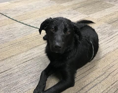 Friendly Black Lab Found, now at Police Department