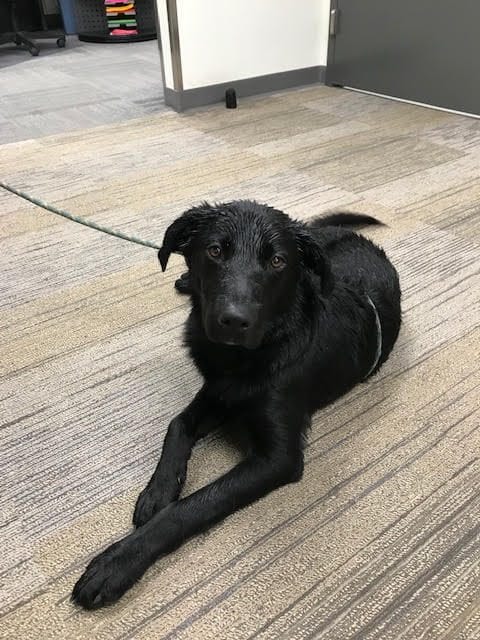 Friendly Black Lab Found, now at Police Department