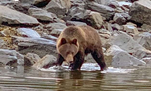 Upper Lynn Canal brown bear hunt ends early
