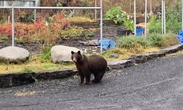 Two bears killed near Petersburg; one brown and one black