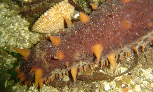 Commercial cuke, clam diving off to mixed starts in Southeast Alaska