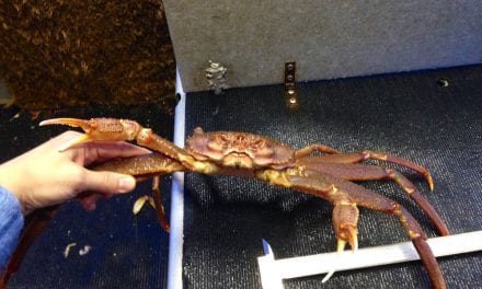 Scientists look at adapting to more acidic ocean water