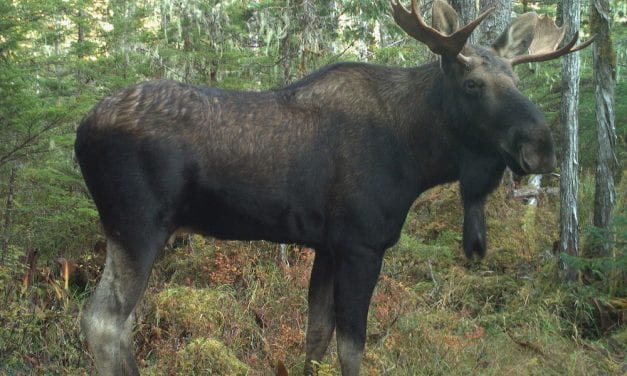 Hunters reach new high for Central Southeast moose hunt