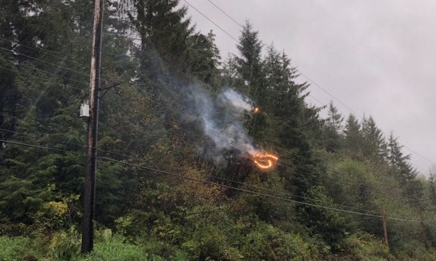 Tree knocks out power to Petersburg