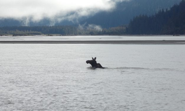 Central Southeast Alaska moose hunt harvest hits new high