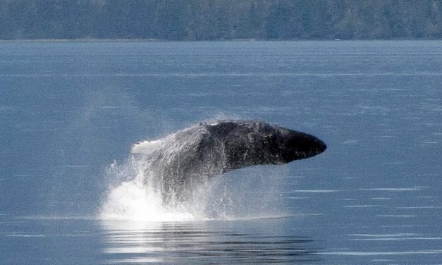 Federal agency plans extended comment period for whale habitat