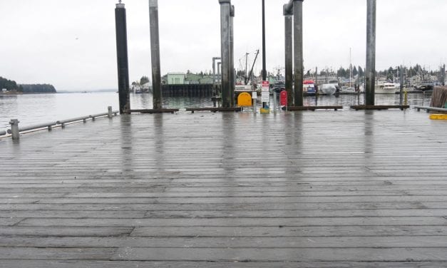 Petersburg harbors turn to light show for bird deterrent