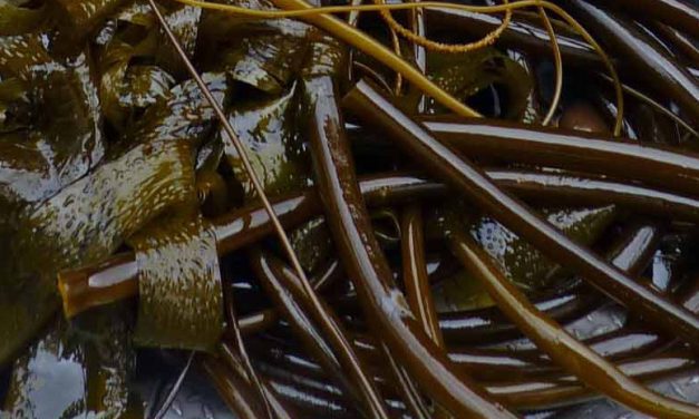 Free seaweed farm training offered in three Alaska cities