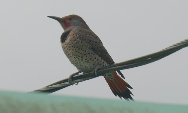 Christmas bird count week underway in Petersburg