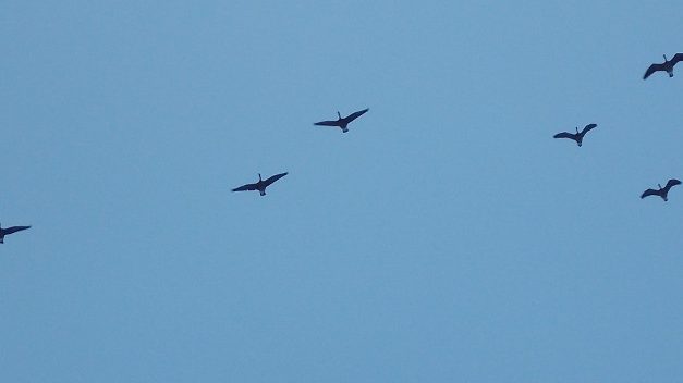 Alternating waterfowl hunt seasons have early end this year