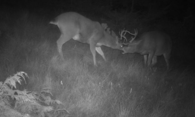 New deer count method shows promising results for Southeast Alaska