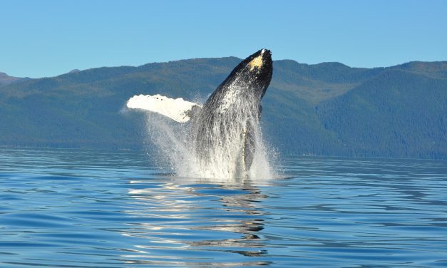 NMFS hearing on designating Southeast Alaska coastline as critical habitat for humpback whales
