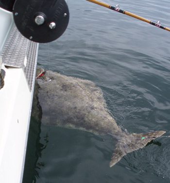 More changes on tap for charter halibut fishing fleets in Southeast, Southcentral AK
