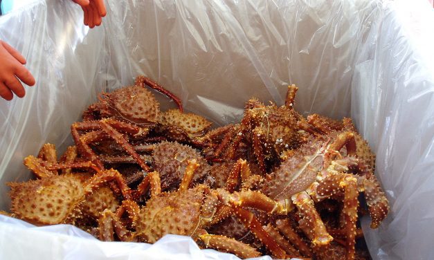 Low harvest goal set in Southeast’s limited golden king crab commercial fishery