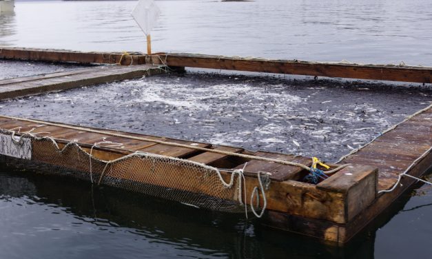 Herring spawn on kelp will open with big harvest target in SE AK