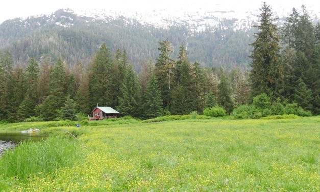 Time will tell if SE AK hemlock trees survive widespread sawfly damage