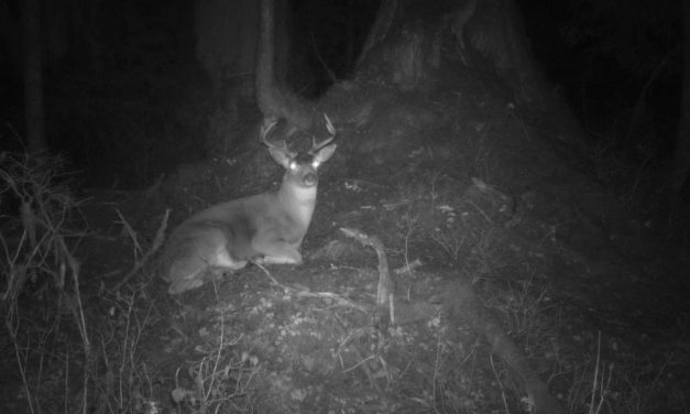 Deer study shows healthy population on Mitkof Island