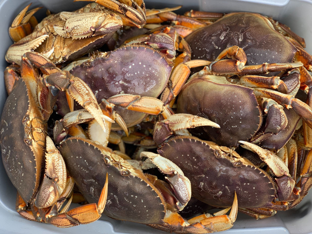 Dungeness crab season harvest is the 2nd largest on record IMDB v2.3