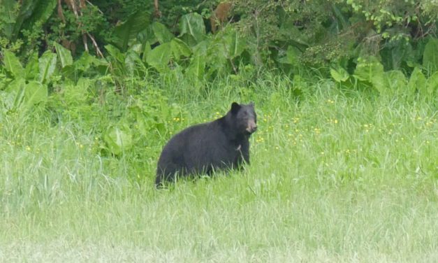 Bears seeking easy meals in Petersburg neighborhoods