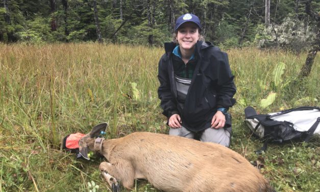 18 Mitkof Island does fitted with GPS collars