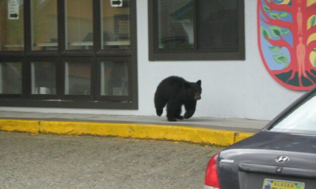 Elected officials call for better trash practices with problem bears