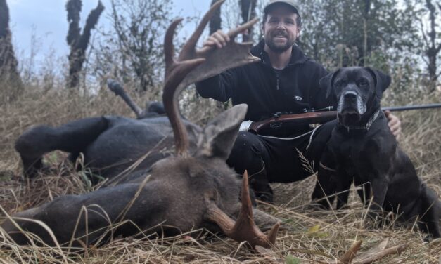 40 bull moose harvested two weeks into fall hunt