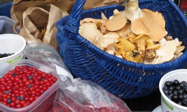 Rain Forest Festival features virtual science talks; workshops for art, writing, and cooking