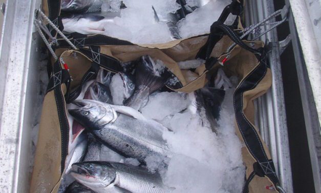 SE summer trolling ending with low coho catch