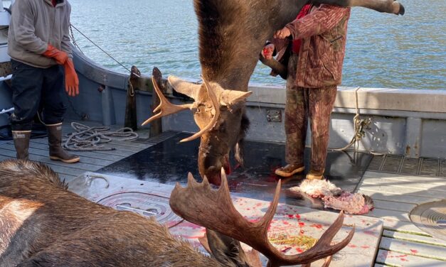 Moose harvest in central Southeast Alaska average for recent years