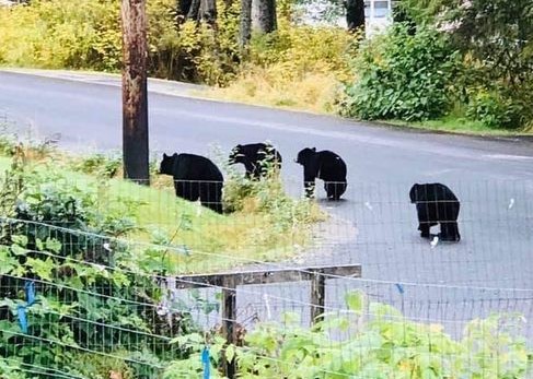 Petersburg responds to many black bears in town