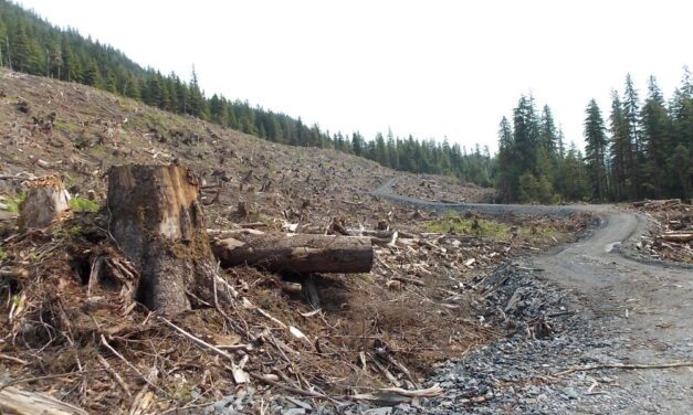 Lawsuit seeks release of Tongass timber sale audit