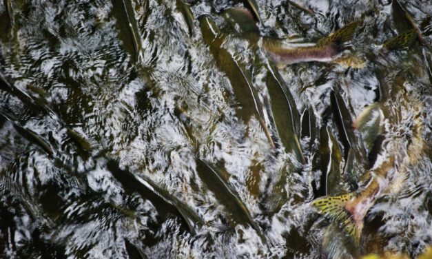 Next year’s SE pink salmon harvest could be closer to average