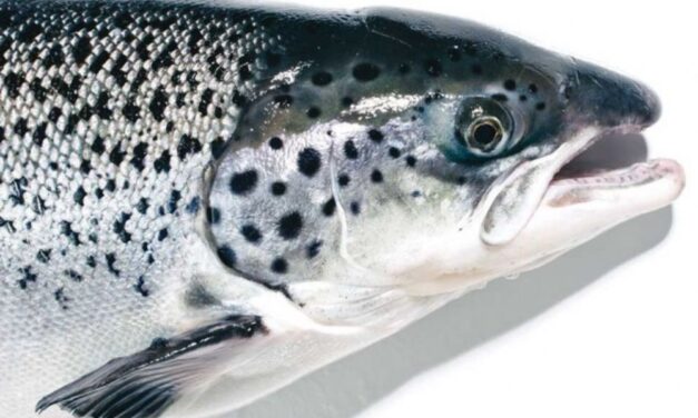 Judge orders FDA to study dangers of wild release of genetically engineered salmon