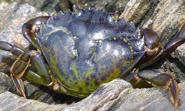 Scientists look for invasive crab “fingerprint” in Alaska waters