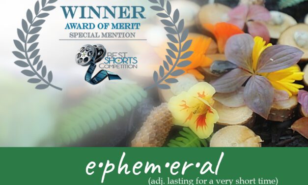 Petersburg ephemeral art film wins award