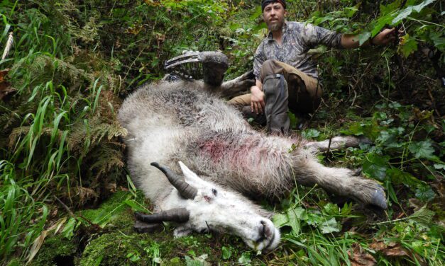 Petersburg bow hunter harvests world record mountain goat