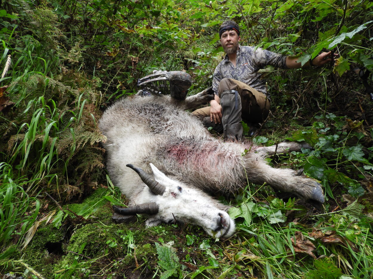 Petersburg bow hunter harvests world record mountain goat