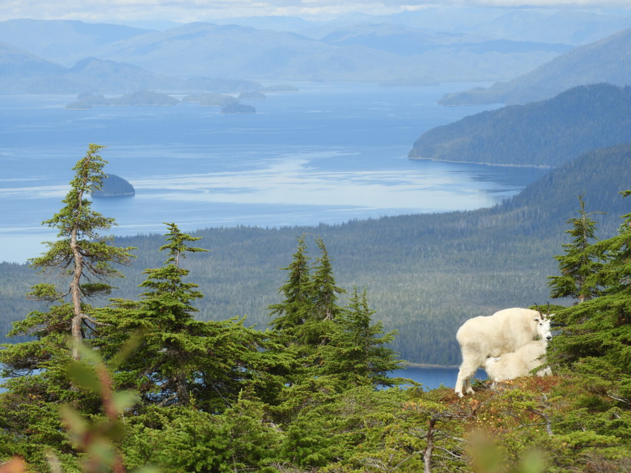 Petersburg bow hunter harvests world record mountain goat