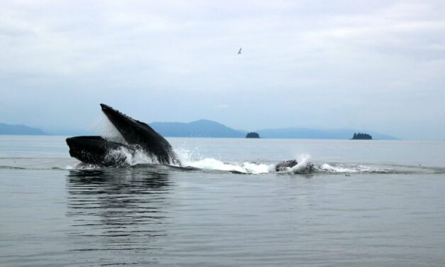 Whale habitat final rule due by January 15