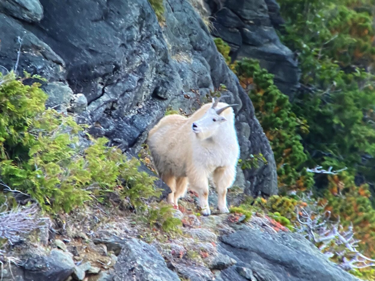 Petersburg bow hunter harvests world record mountain goat